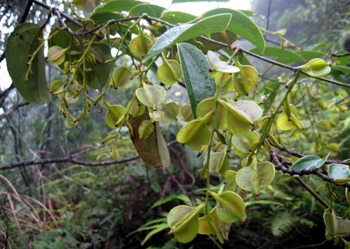 Dioscorea cirrhosa